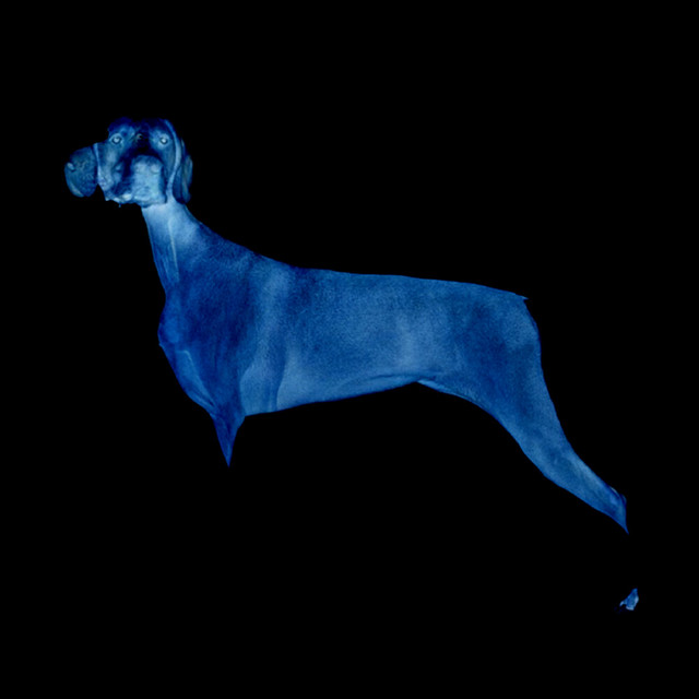 constancy cover art