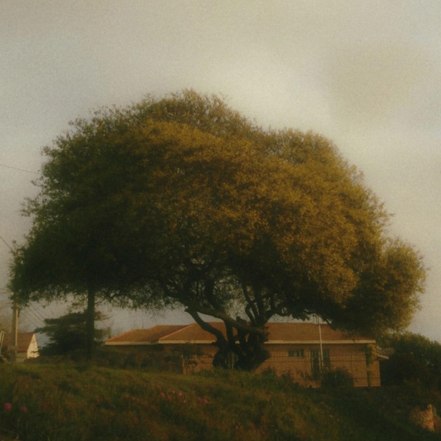El viento de la arboleda cover art