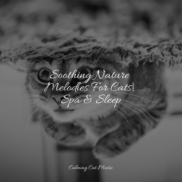 Soothing Nature Melodies For Cats| Spa & Sleep - Album by Cat Music ...