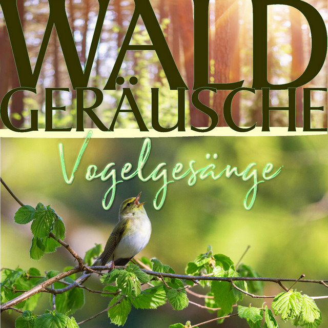 Dichter Wald mit vielen Vögeln