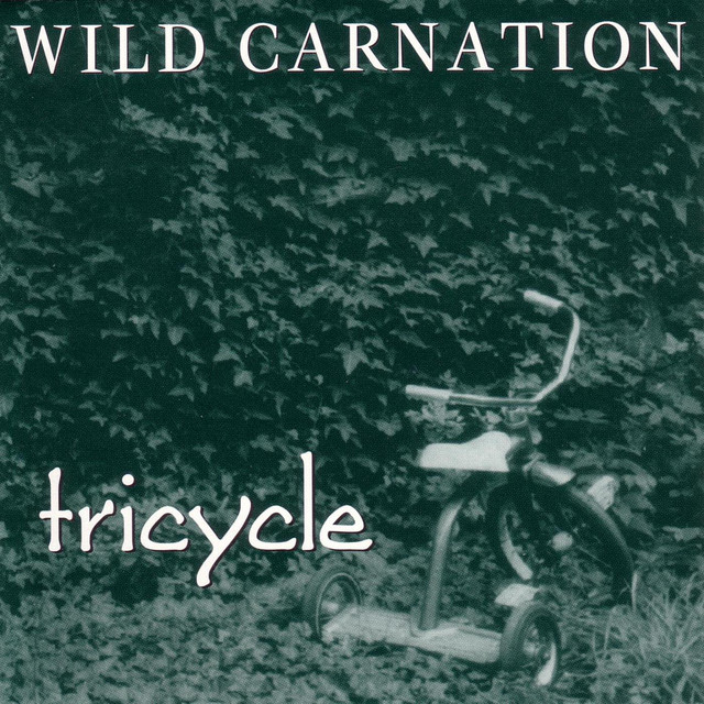 Wild Carnation Photo