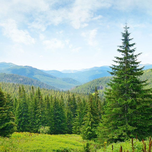 Symphony of Pines: Echoes of Nature's Serenity cover art
