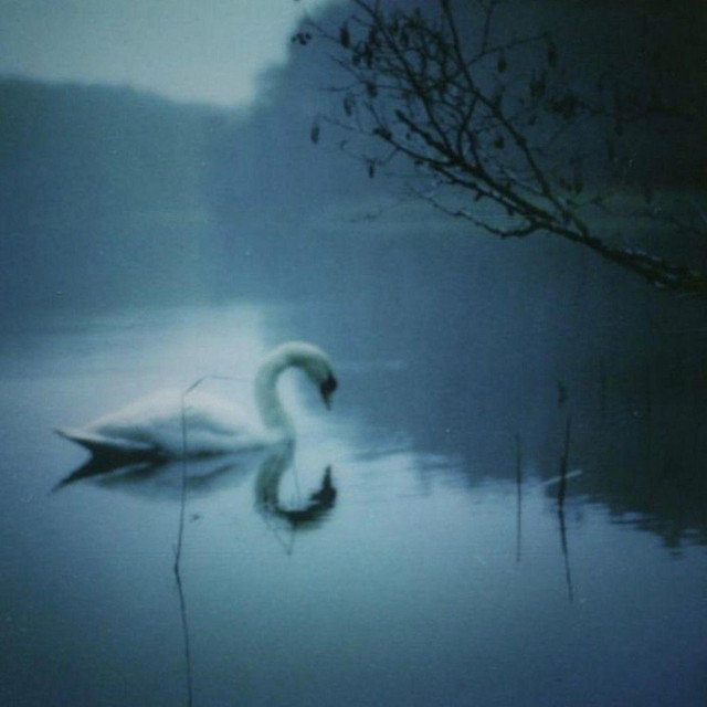 Swans cover art