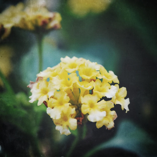 Bloom cover