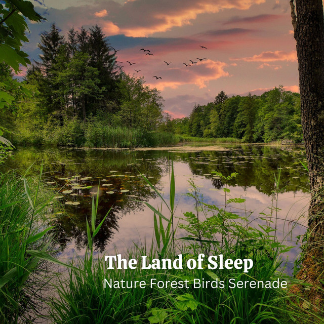 The Land of Sleep Nature Forest Birds Serenade Album by Birds In The Forest Spotify