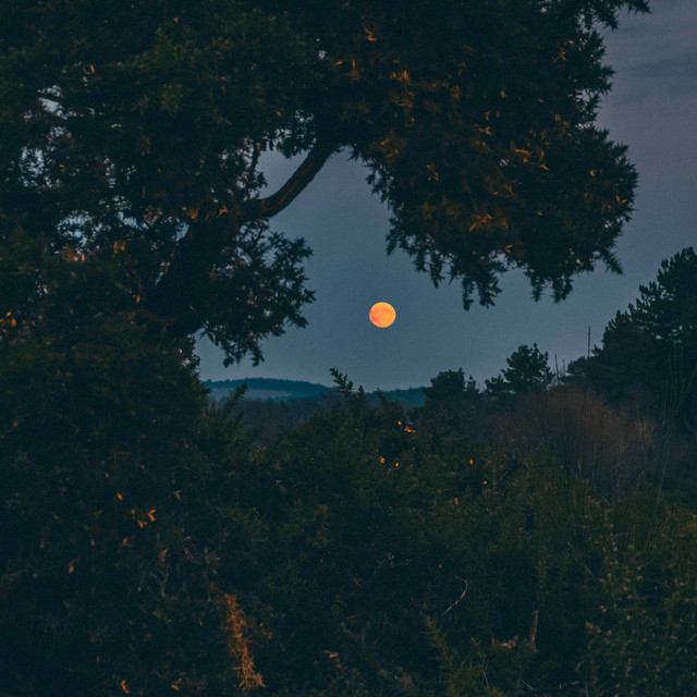 Moonlit Grove