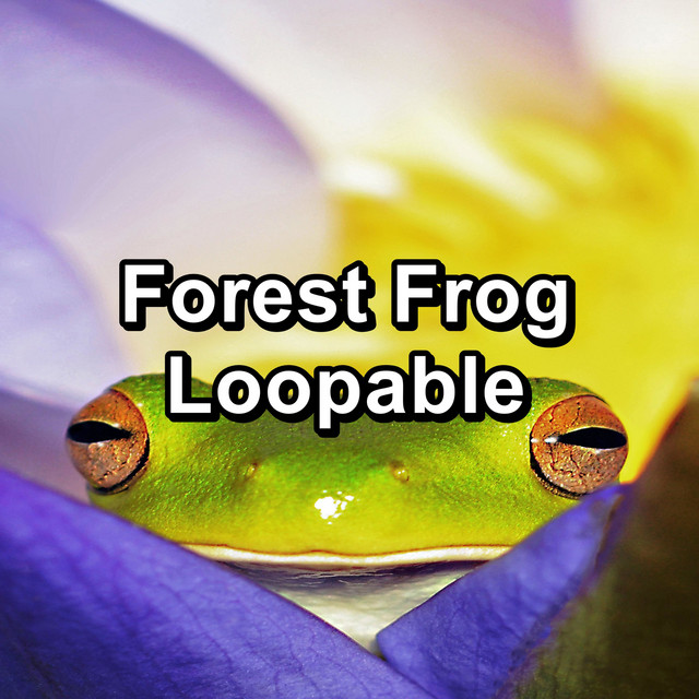 Forest Frog Loopable cover art