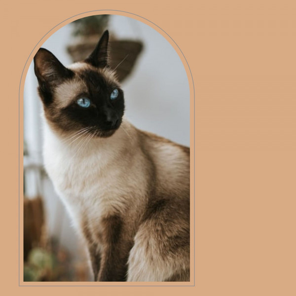 Bgm for Lonely Cat cover art