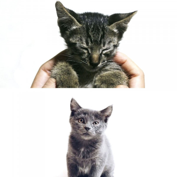 Jazz Violin - Background for Soulful Kittens cover art