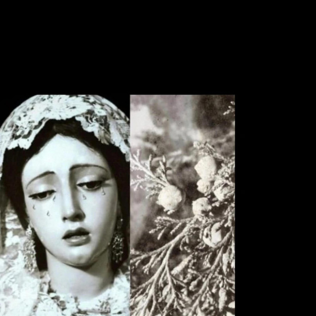 bohemia cover art
