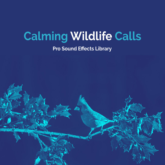 Calming Wildlife Calls - Album by Pro Sound Effects Library | Spotify