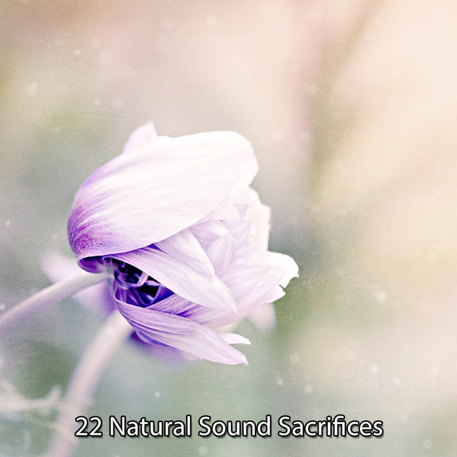 22 Natural Sound Sacrifices - Album by Natural Sample Makers | Spotify