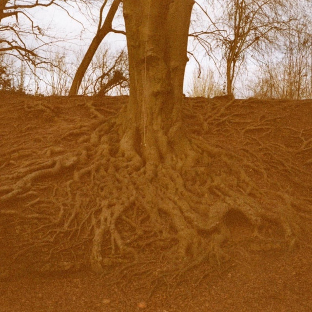 Roots cover art