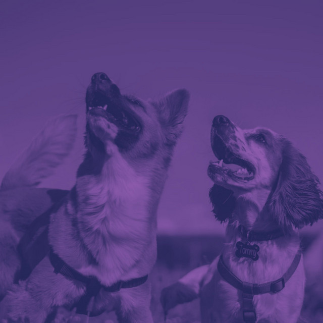 Echoes of After Work Dog Parks cover art