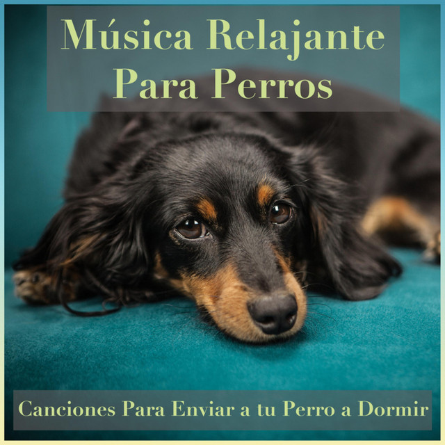 Música Relajante para Perros: Canciones para Enviar a Tu Perro a Dormir cover art