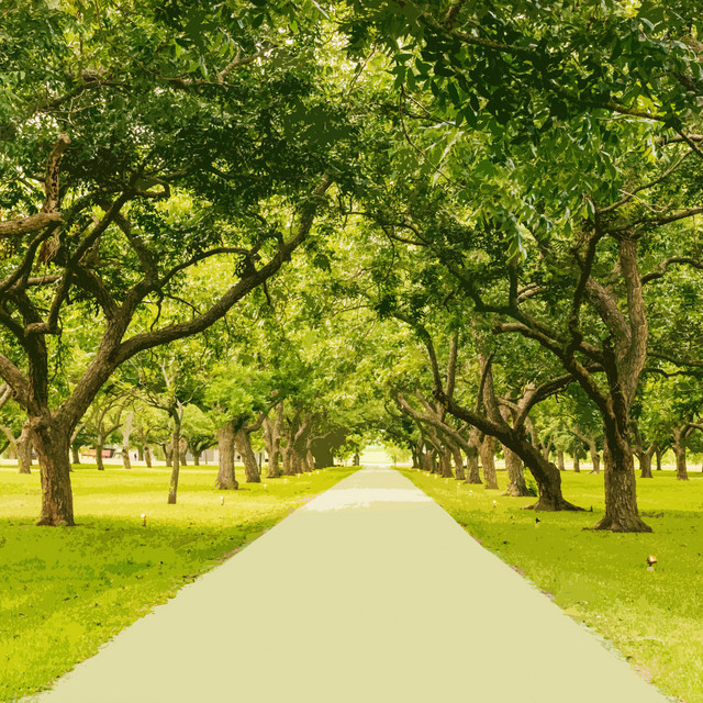Alley of Trees cover art