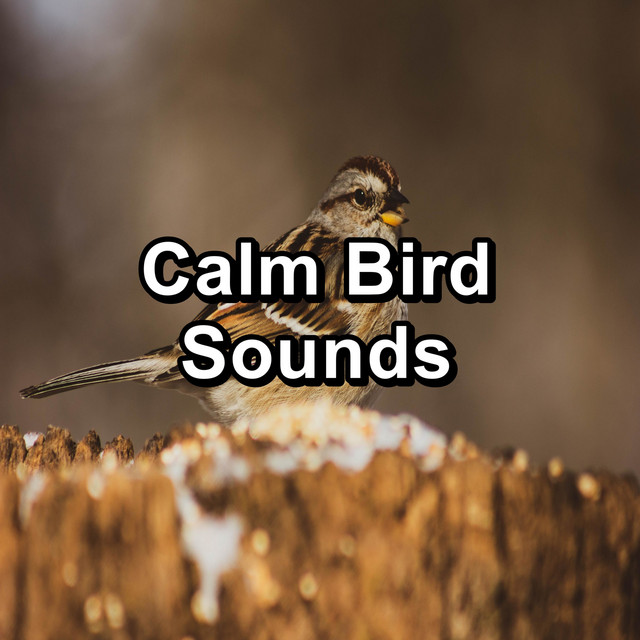 Calming Birds Sounds - song and lyrics by Bird Songs, Nature Sounds ...