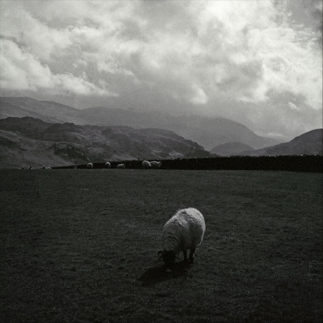 Ruminant cover art