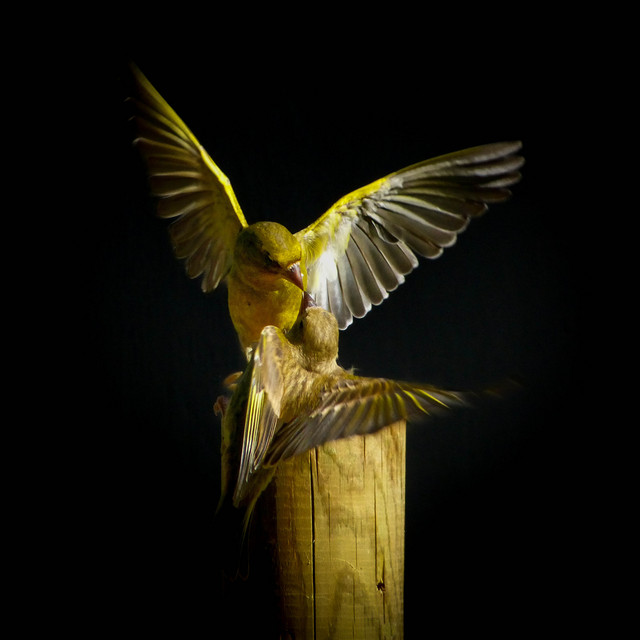Bird's Eye View cover art