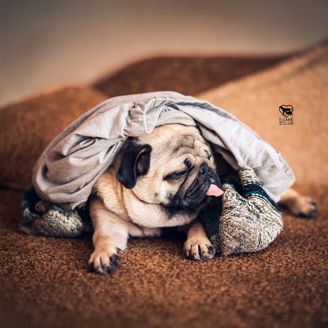 Dog Separation Comfort