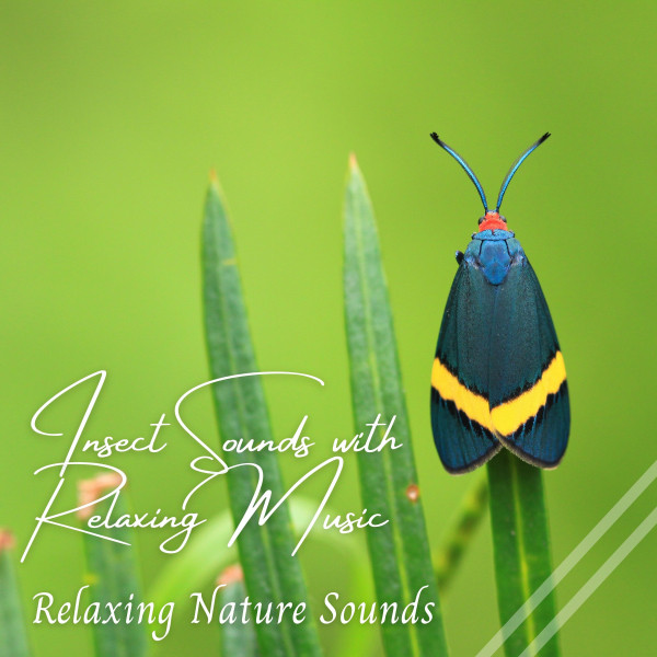 Relaxing Nature Sounds: Insect Sounds with Relaxing Music - 2 Hours ...