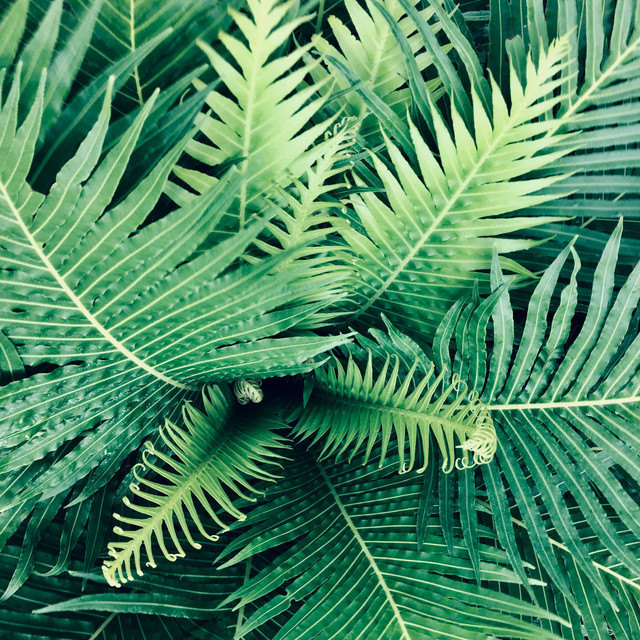 Meditation Nature Recordings Music Therapy cover art