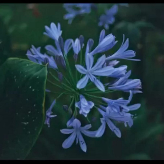 For Aster cover art