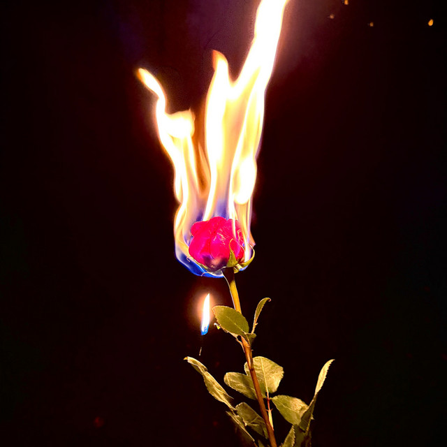 Wilting (Remastered) cover art