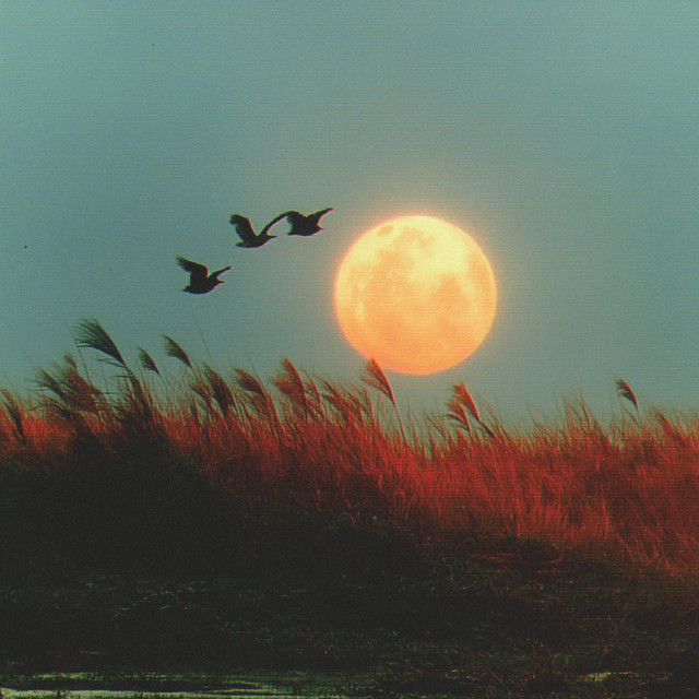 Full Moon cover