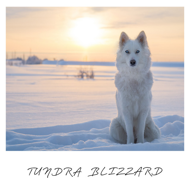 Tundra Blizzard cover art