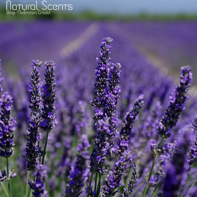 Natural Scents cover art
