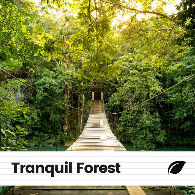 Tranquil Forest cover art
