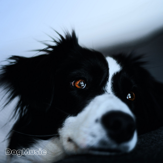 Dog Music - Album by Dog Music | Spotify
