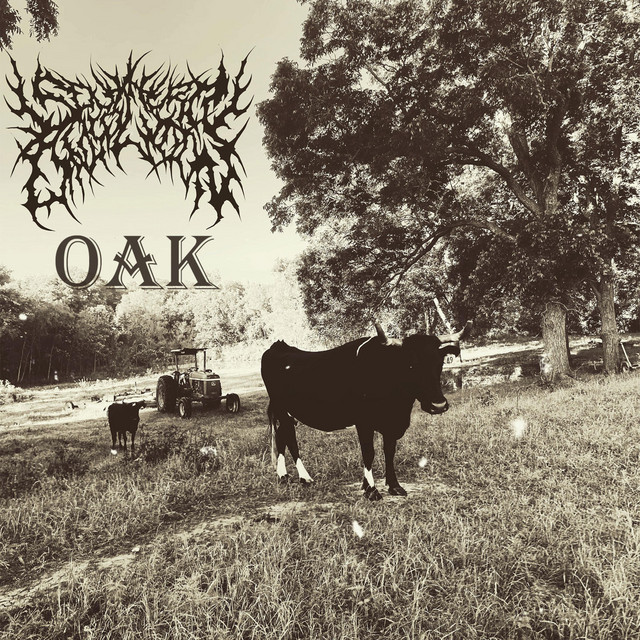 Oak cover art