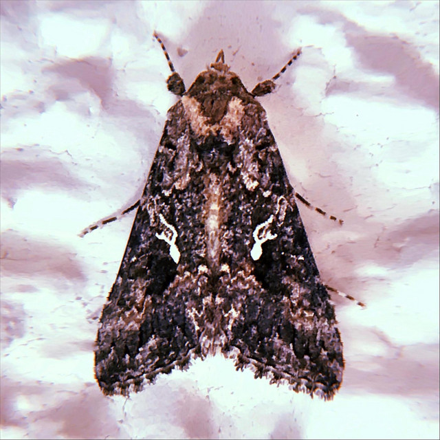 Plague Days, Vol. 1 cover