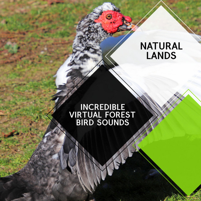 Enjoy the Bliss with Northern Flicker cover art
