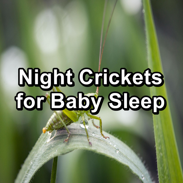 Night Crickets for Baby Sleep cover art