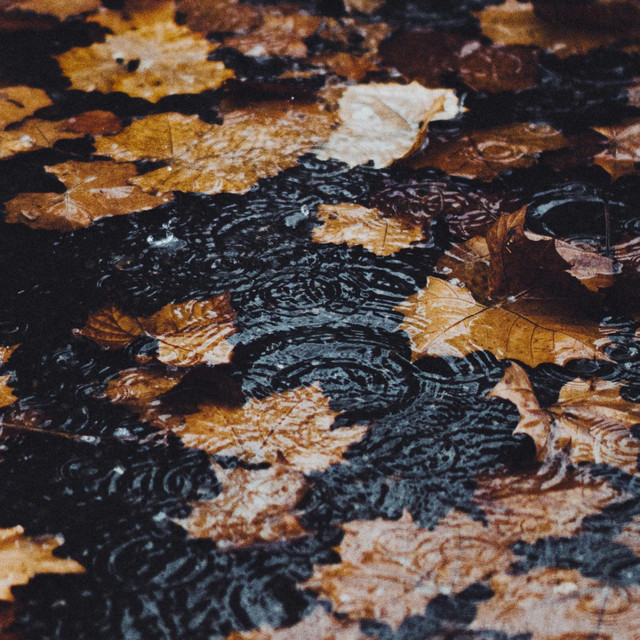 Petrichor cover art