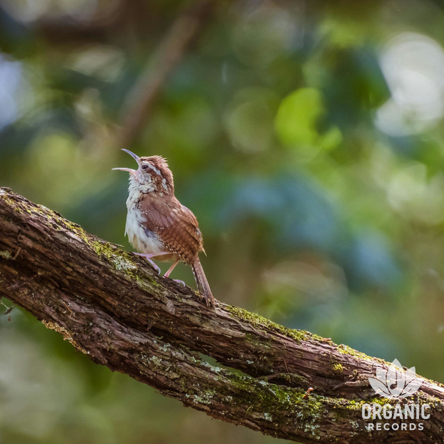 Calming Birdsong