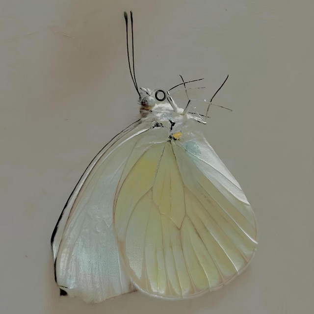 In Copula cover art