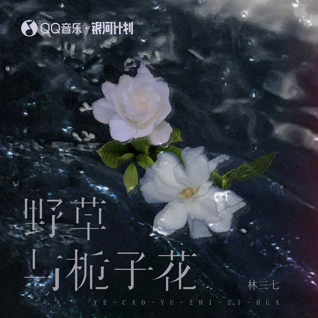 林三七