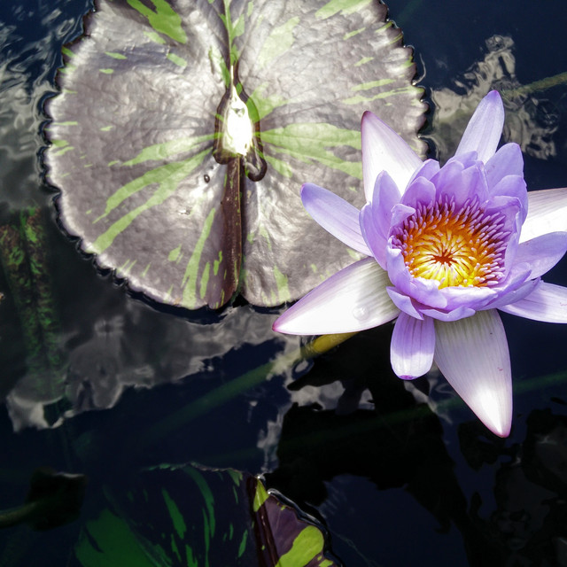 Feel the Sun | Restful Nap, Massage Music cover art