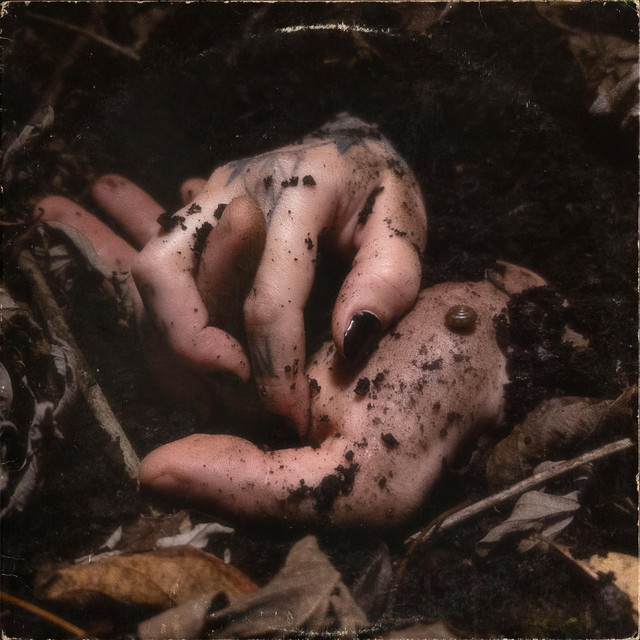 Levee cover art
