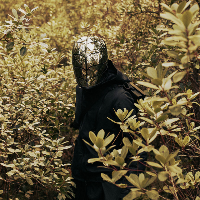 Lumino Forest cover art
