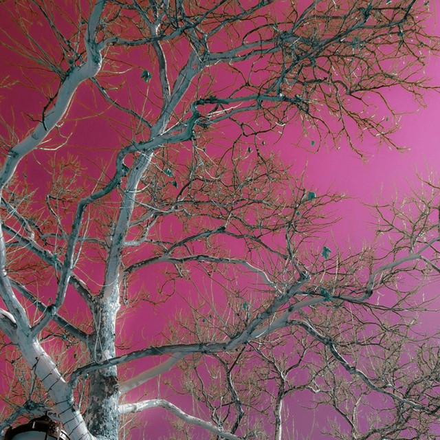 Branches