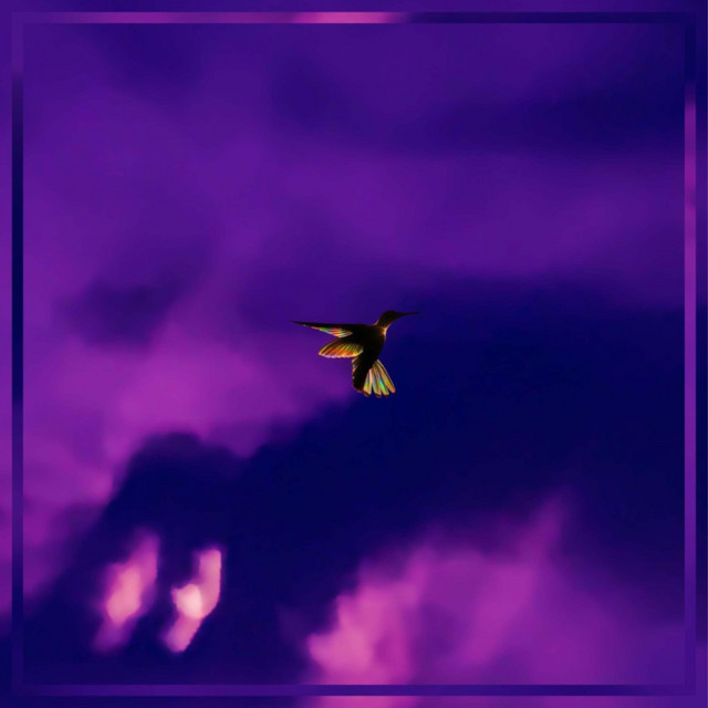a Hummingbird in a Hurricane cover art