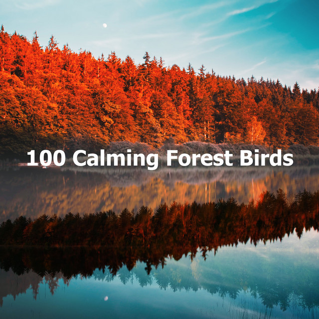 River and Nature Relaxation - song and lyrics by Forest Sounds | Spotify