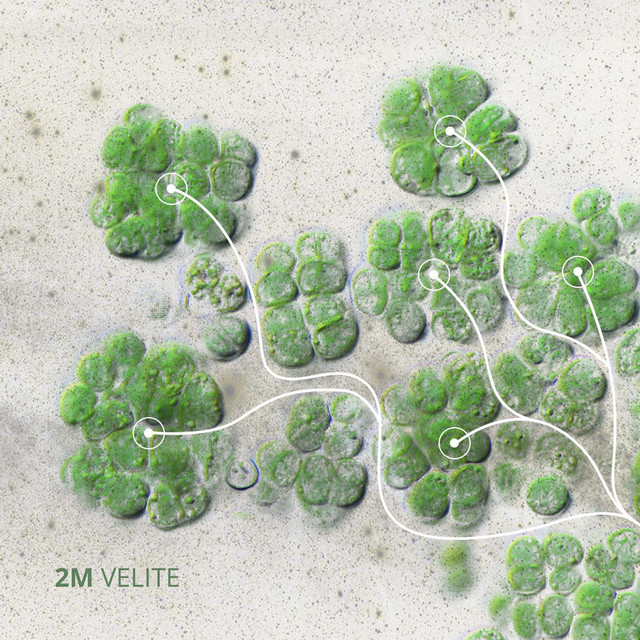 Velyte cover art