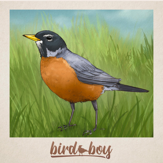 Robin