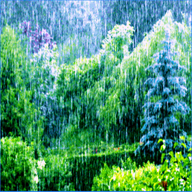 Forest Ontspanning Dreaming Therapy